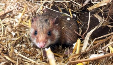 Niedlich und bedroht: "Günther" und weitere Feldhamster in Nordsachsen ausgewildert