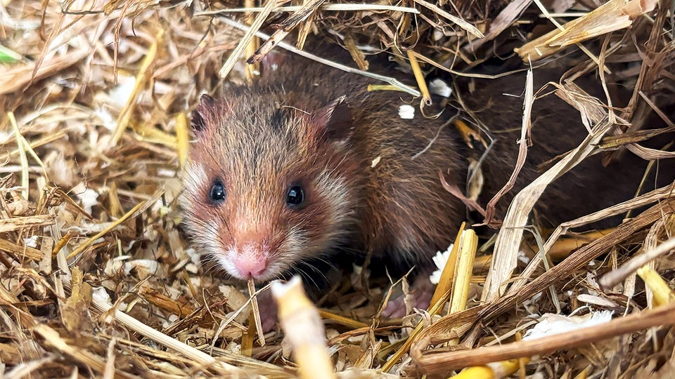 Niedlich und bedroht: "Günther" und weitere Feldhamster in Nordsachsen ausgewildert
