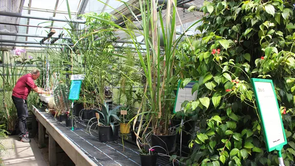 Ein Mann arbeitet im Gewächshaus des Botanischen Sondergartens in Hamburg-Wandsbek.