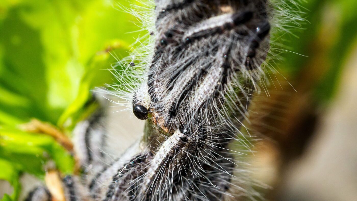 Insektenbekämpfung: Bekämpfung der Eichenprozessionsspinner beginnt