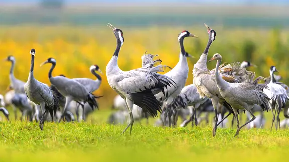 Ein Schwarm Kraniche auf einer Wiese bei Groß Mohrdorf in Mecklenburg-Vorpommern. | Picture-Alliance / Zoonar, Raimund Linke Ein Schwarm Kraniche auf einer Wiese bei Groß Mohrdorf in Mecklenburg-Vorpommern.