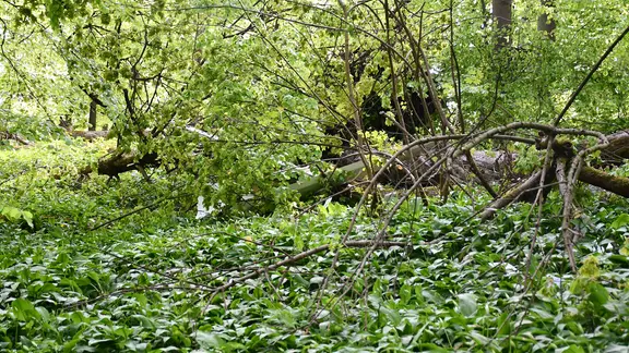 Für die Einsatzkräfte war es nicht einfach, den Leichnam zu bergen. | Polizeiinspektion Hameln-Pyrmont/Holzminden Das Heck eines Segelflugzeugs liegt nach einem tödlichen Absturz im Wald.