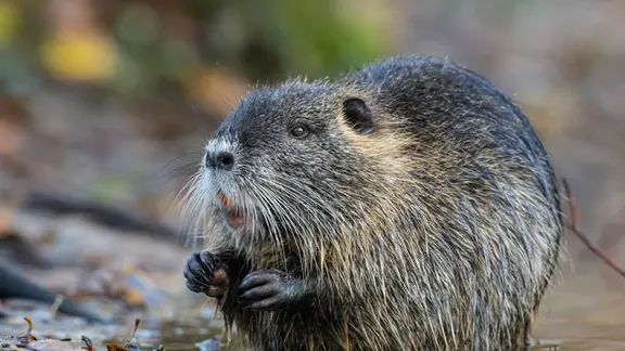 Brauner Nutria sitzt in einer Pfütze.