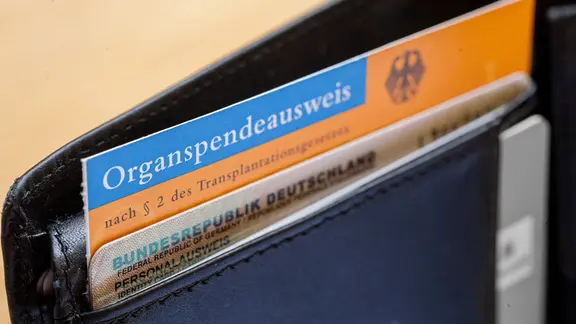 Ein Organspendeausweis und ein Personalausweis stecken in einer Brieftasche.
