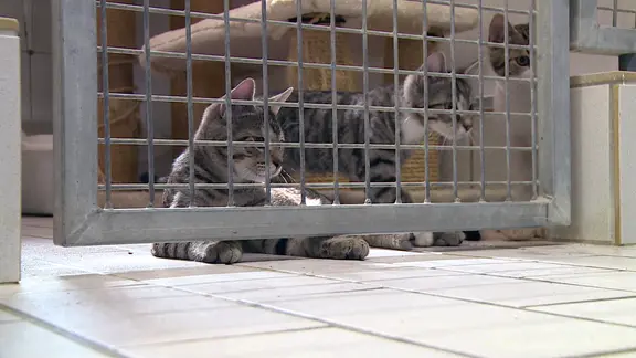 Zwei junge Katzen sitzen in einem Käfig im Elmshorner Tierheim.