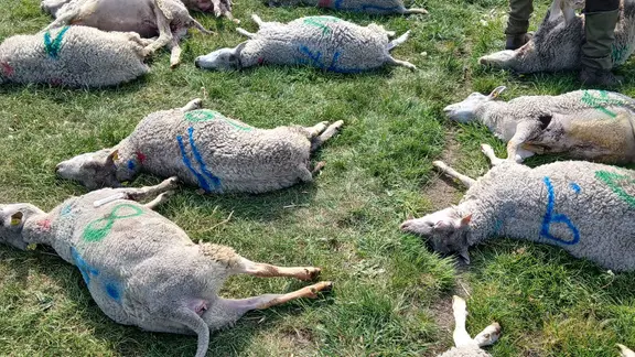 Zahlreiche tote Schafe liegen nach Wolfsrissen in Füchtenfeld auf dem Boden.