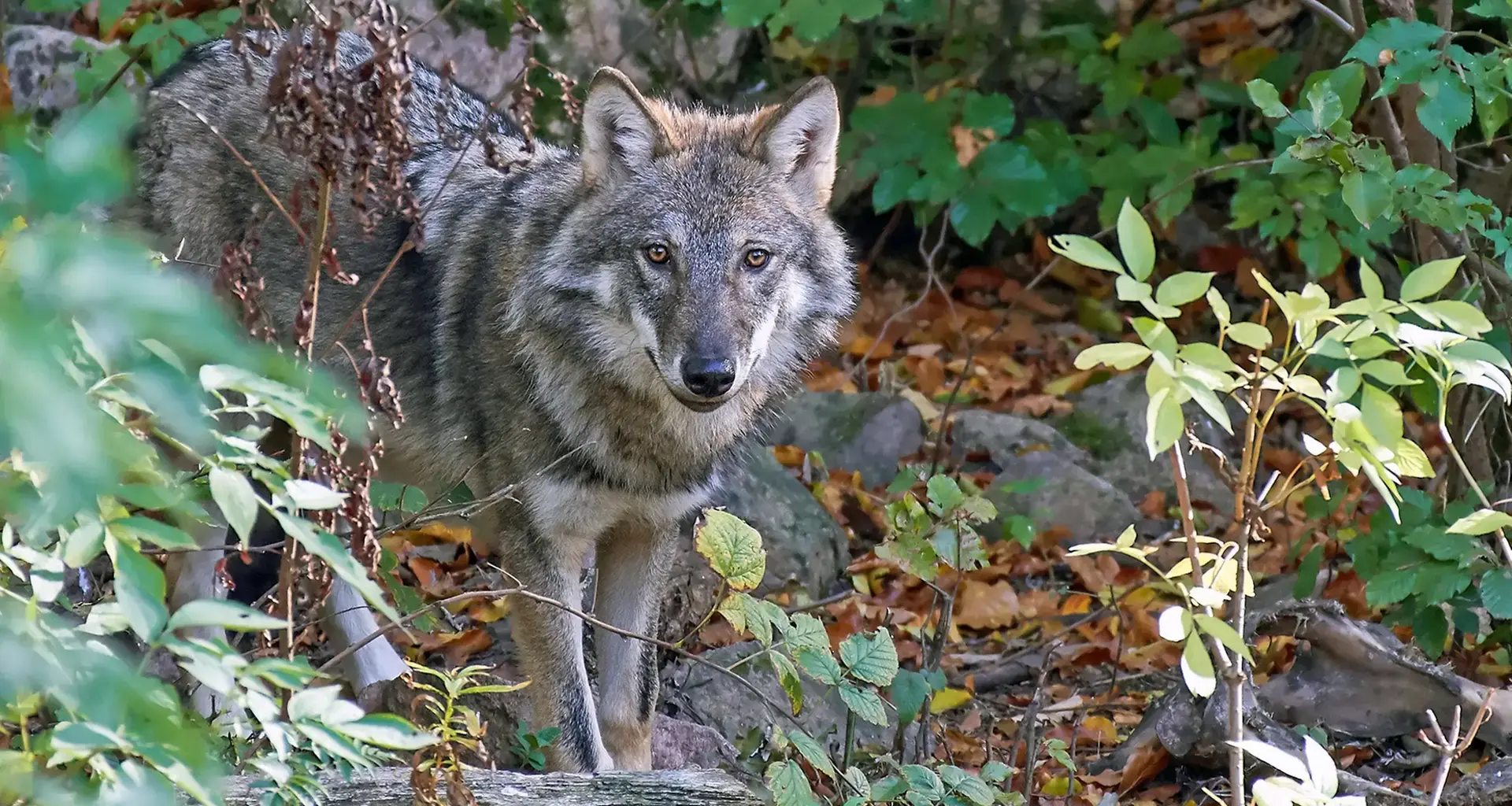 Größter Wolfsangriff: Mindestens 57 Schafe in Füchtenfeld gestorben