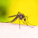 Eine Nahaufnahme zeigt eine Mücke, die auf menschlicher Haut sitzt und sticht, passend zum Thema West-Nil-Virus. Eine Nahaufnahme zeigt eine Mücke, die auf menschlicher Haut sitzt und sticht, passend zum Thema West-Nil-Virus.