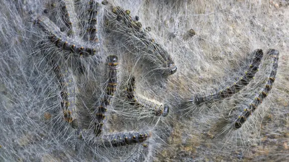 Nest von Eichenprozessionsspinner, Thaumetopoea processionea, am Baumstamm.