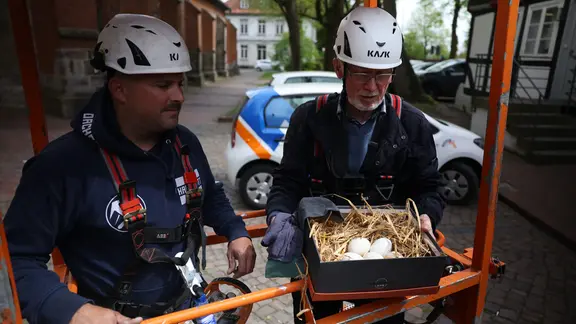 Die Storcheneier wurden aus dem Nest auf der Kirche in Neustadt gerettet. | HANEBUTT Marketing Die Storcheneier wurden aus dem Nest auf der Kirche in Neustadt gerettet.