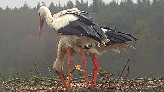 Storch Fridolin kümmert sich mit seiner Partnerin um den Nachwuchs im Nest. | NABU Artenschutzzentrum Leiferde Storch Fridolin kümmert sich mit seiner Partnerin um den Nachwuchs im Nest.