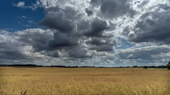 Dunkle Wolken über einem Rapsfeld im Sommer. | dpa picture alliance/imageBROKER, Helmut Meyer zur Capellen Dunkle Wolken über einem Rapsfeld im Sommer.