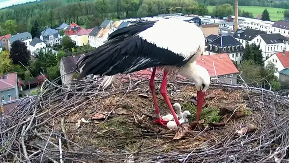 Blick in ein Storchennest mit Nachwuchs in Mügeln | MITTELDEUTSCHER RUNDFUNK Blick in ein Storchennest mit Nachwuchs in Mügeln