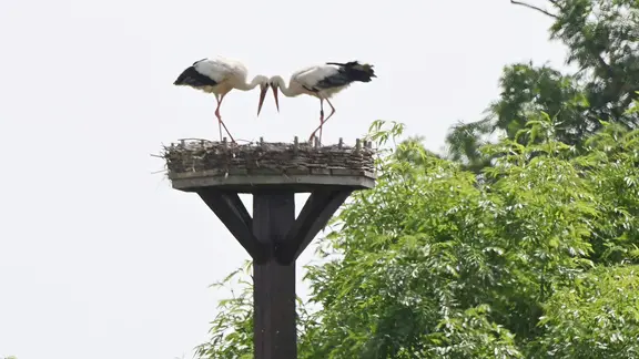 Die Weißstörche kehrten nach dem Abflug des Geiers zurück in ihren Horst. | Julian Stratenschulte/dpa Zwei Störche stehen nach ihrer Rückkehr auf einem Storchennest in der Region Hannover