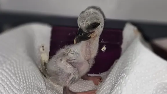 In einer Wildtierstation wurden Storcheneier ausgebrütet. | Wildtier- und Artenschutzstation Sachsenhagen In einer Wildtierstation wurden Storcheneier ausgebrütet.