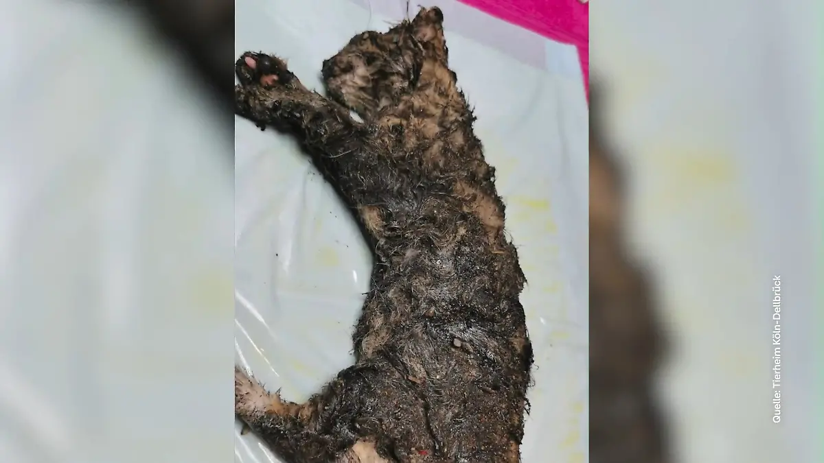 Kätzchen in Köln mit Klebstoff überzogen und in Karton ausgesetzt