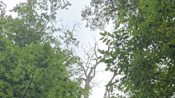 Inmitten eines grünen Baumkronendachs steht ein kahler Baum. | Kristin Kielon Inmitten eines grünen Baumkronendachs steht ein kahler Baum.