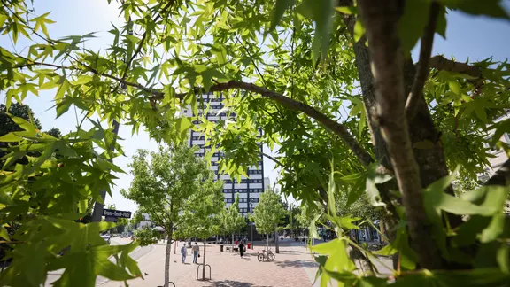 Junge Bäume stehen auf dem gepflasterten Bruno-Tesch-Platz in Hamburg-Altona. | picture alliance/dpa, Christian Charisius Junge Bäume stehen auf dem gepflasterten Bruno-Tesch-Platz in Hamburg-Altona.