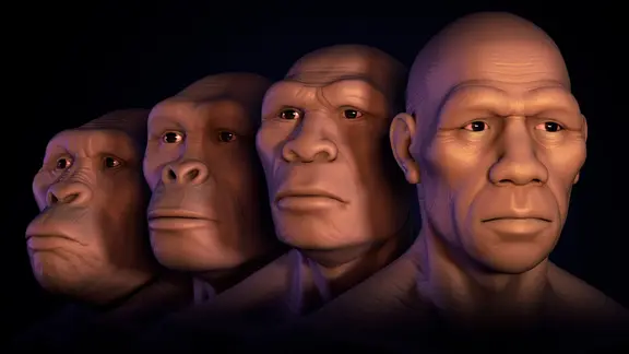 Menschliche Evolution, Computer-Grafik. | IMAGO / SuperStock Menschliche Evolution, Computer-Grafik.