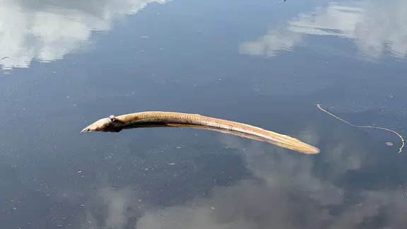 Ein toter Fisch treibt in der Jümme | NDR, Pascal Klug Ein toter Fisch treibt in der Jümme