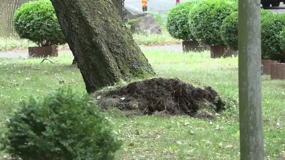 In Hannover und andernorts in Niedersachsen riss der Wind Bäume um. | NEWS5 Ein Baum ist in Hannover von starken Sturmböen zum Teil entwurzelt worden.
