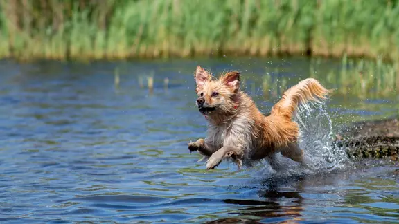 Der Hund Tosia springt bei sommerlichen Temperaturen am Sportparksee Grambke in das Wasser.