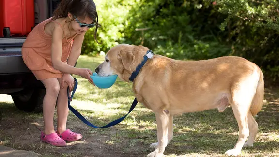 Wer mit Hund im Auto verreist, sollte regelmäßige Pausen für Mensch und Tier einplanen. | imago images / Ardea, Jean-MichelxLabat Ein Mädchen gibt einem Hund auf einem Parkplatz Wasser.