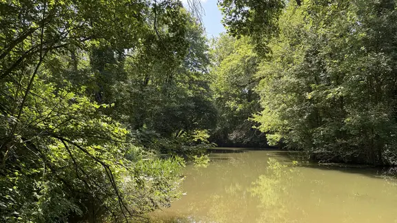 Ein kleiner Fluss fließt durch einen Wald, im Vordergrund liegt Totholz im Wasser | Kristin Kielon Ein kleiner Fluss fließt durch einen Wald, im Vordergrund liegt Totholz im Wasser