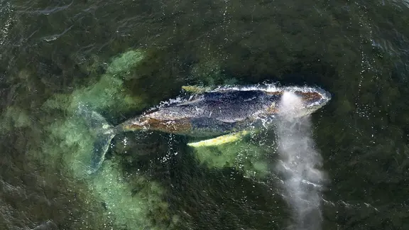 Eine Drohnenaufnahme zeigt den Buckelwal in der Wismarbucht | Greenpeace, Daniel Müller Eine Drohnenaufnahme zeigt den Buckelwal in der Wismarbucht