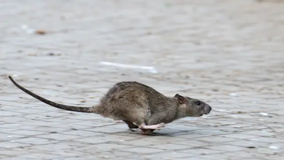 Eine aufgescheuchte Ratte läuft davon. (Symbolbild) | picture alliance/dpa | Bernd von Jutrczenka Eine aufgescheuchte Ratte läuft davon. (Symbolbild)