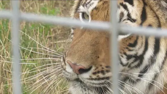 ein Tiger hinter einem Gitter | MITTELDEUTSCHER RUNDFUNK ein Tiger hinter einem Gitter