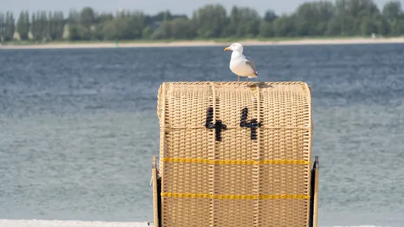 Eine Möwe sitzt auf einem Strandkorb in Laboe. | IMAGO / Chris Emil Janßen Eine Möwe sitzt auf einem Strandkorb in Laboe.