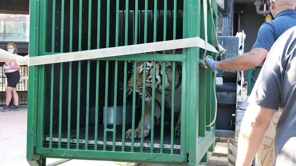 Sechs Tiger aus einer Privathaltung in Sachsen wurden per Truck nach Südspanien bei Alicante in eine Auffangstation gebracht. | picture alliance/dpa/Animal Advocacy and Protection | Handout / Berlin Ein Tiger aus einer Privathaltung in Dölzig sitzt in einer Transportkiste.