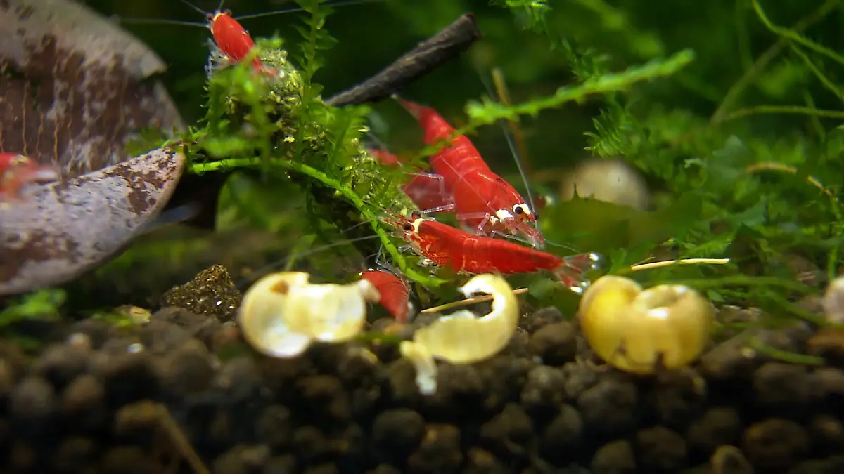 75 Aquarien voller Garnelen – Lukas John (49) aus Essen züchtet Tiere für eine bunte Unterwasserwelt