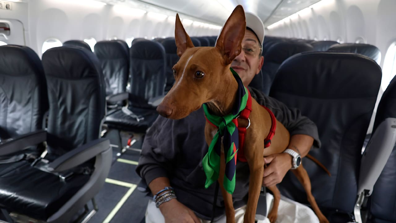 Neue Airline-Regel: Muss ich jetzt im Flieger neben einem Riesenhund sitzen? | Leben & Wissen