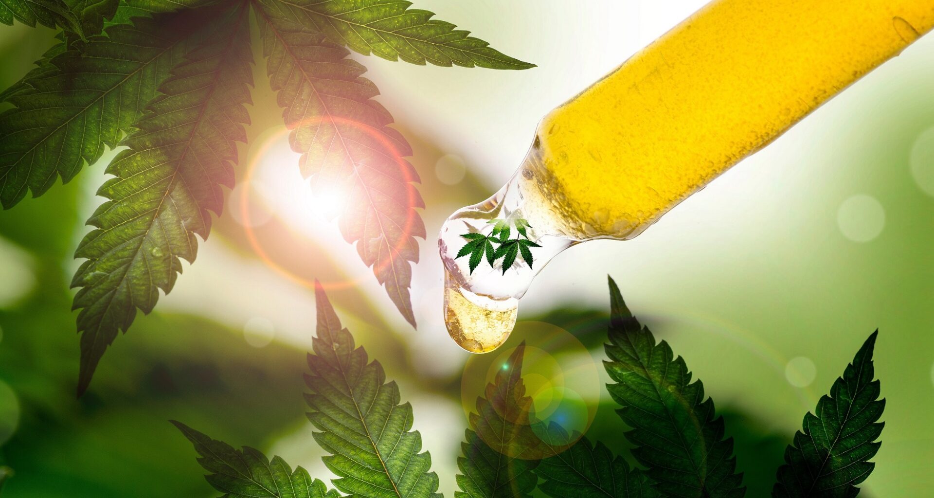 Fettleber: Cannabis-Inhaltsstoffe schützen die Leber – Heilpraxis