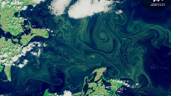 Ein Satellitenbild zeigt die Blaualgenblüte in der Ostsee. | Europäische Union, Copernicus Sentinel-2/dpa Ein Satellitenbild zeigt die Blaualgenblüte in der Ostsee.