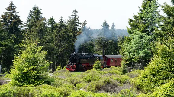 Die Harzer Brockenbahn fährt durch den Fichtenwald in Richtung Brocken