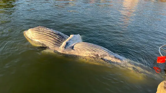 Ein toter Buckelwal treibt auf dem Rücken im Wasser.
