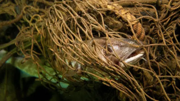 Ein Fisch im Geisternetz gefangen. | picture alliance / dpa | Wolf Wichmann Ein Fisch im Geisternetz gefangen.