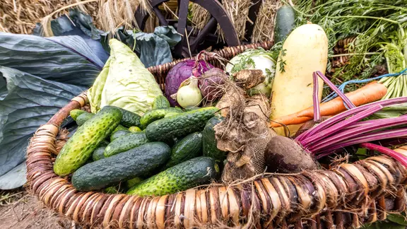 Verschiedene Gurken, Spitzkohl, Zwiebeln und Rote Bete liegen in einem Korb. | picture alliance/dpa | Frank Hammerschmidt Verschiedene Gurken, Spitzkohl, Zwiebeln und Rote Bete liegen in einem Korb.