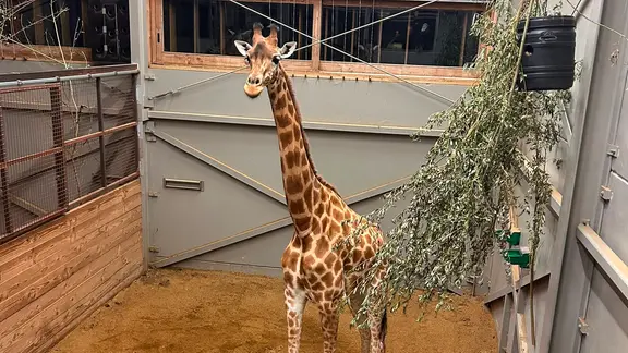 Angekommen im neuen Zuhause: Gaia im Giraffenstall des belgischen Zoos Planckendael. | Zoo Planckendael Eine Giraffe steht in einem Stall im Zoo.