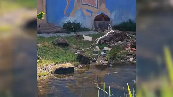 Ein Affe flüchtet aus seinem Gehege im Zoo Hannover. | privat Ein Affe flüchtet aus seinem Gehege im Zoo Hannover.