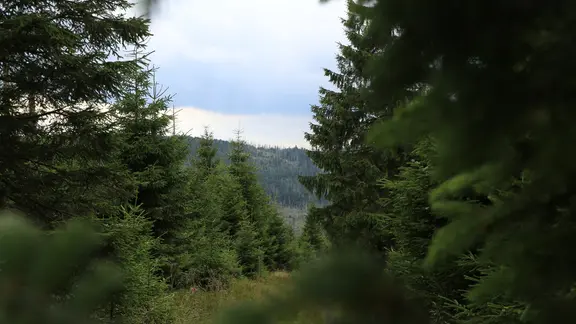 Der Blick über einen Ast auf ein dicht bewachsendes Waldstück im Harz. | NDR, Moritz Ukena Der Blick über einen Ast auf ein dicht bewachsendes Waldstück im Harz.