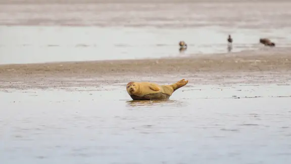 Mike Mohr aus Meldorf (Kreis Dithmarschen) schreibt, dass das warme Wetter genau richtig ist, um im Meldorfer Speicherbecken auf der faulen Haut zu liegen. | Mike Mohr Eine Robbe liegt auf einer Sandbank.
