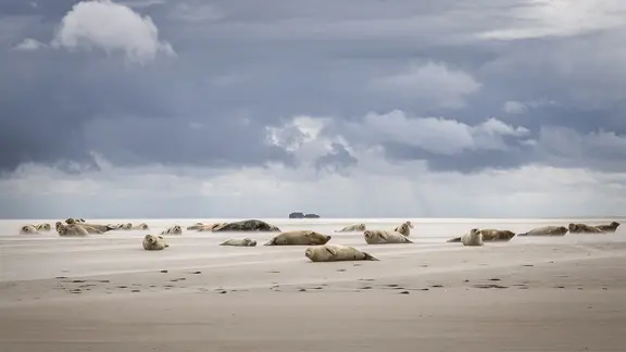 Auf den Sandbänken vor Pellworm haben es sich Seehunde gemütlich gemacht. Bodo Puttins aus Schleswig (Kreis Schleswig-Flensburg) hält diesen Anblick fest. | Bodo Puttins, Bodo Puttins Seehunde liegen auf den Sandbänken vor Pellworm.
