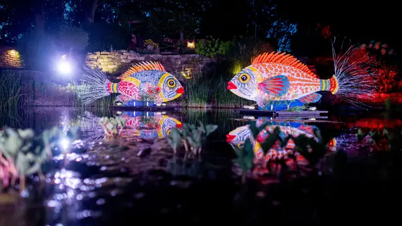 Eine Installation in Form von Fischen wird im Park der Gärten farblich illuminiert. | dpa-Bildfunk, Hauke-Christian Dittrich Eine Installation in Form von Fischen wird im Park der Gärten farblich illuminiert.