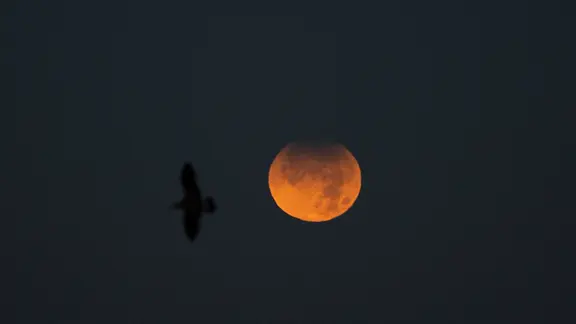 Eine Möwe fliegt in den Himmel, wo eine partielle Mondfinsternis zu sehen ist. | picture alliance/dpa/EUROPA PRESS | M. Dylan Eine Möwe fliegt in den Himmel, wo eine partielle Mondfinsternis zu sehen ist.