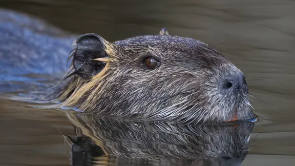 Pro erlegtem Nutria gibt es eine "Schwanzprämie" in Höhe von 14 Euro. | dpa-Bildfunk/Patrick Pleul Ein Nutria (Myocastor coypus) schwimmt im Wasser eines Fließes im Spreewald.