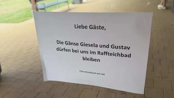 Ein Schild weist die Besucherinnen und Besucher auf die gefiederten Freibadbewohner hin. | NDR, Lukas Mauri Ein Schild weist daraufhin, dass zwei Gänse im Raffteichbad bleiben dürfen
